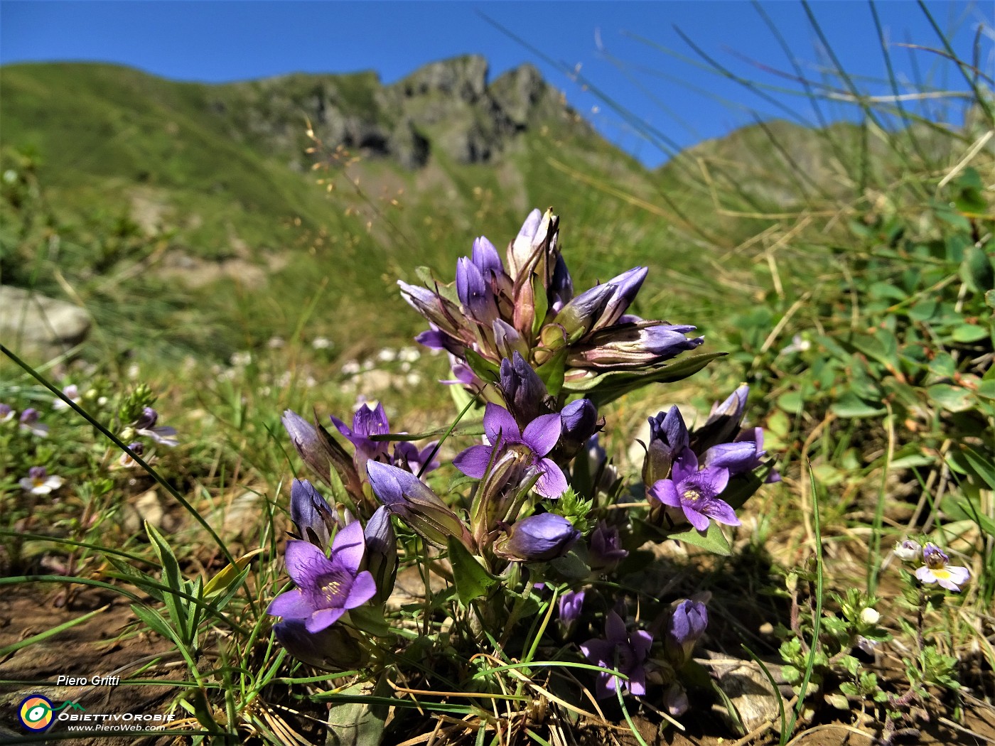33 Genzianella germanica (Gentianella germanica) in fiore. Sullo sfondo il Triomen.JPG